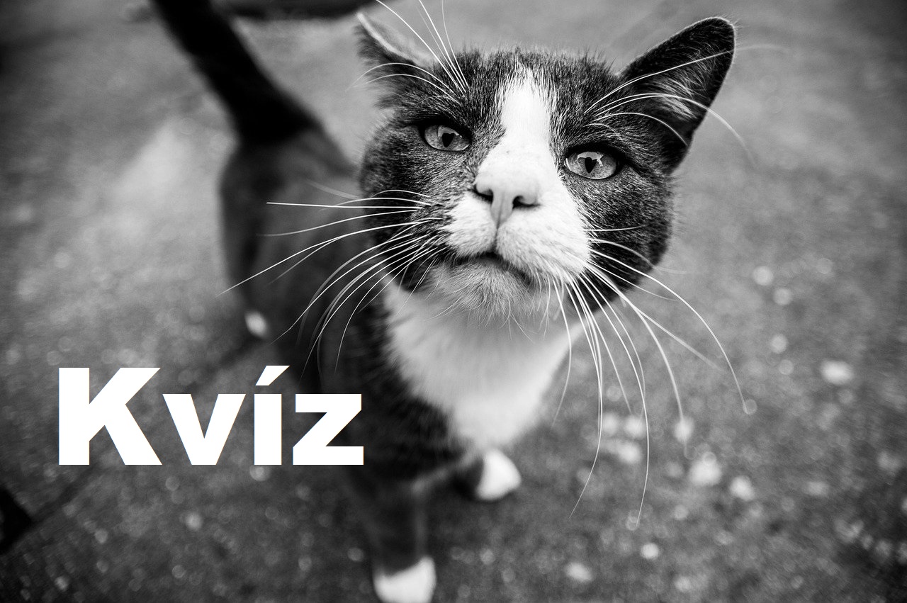 kvíz